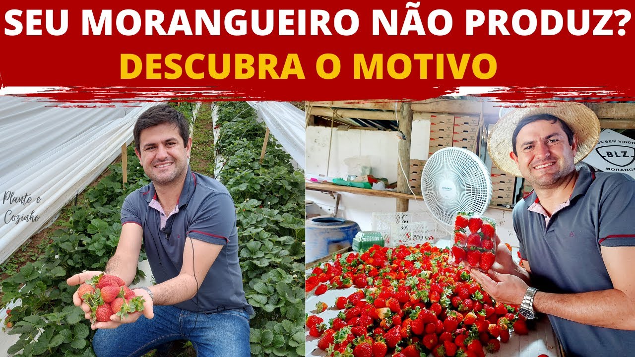 DESCUBRA POR QUE O SEU MORANGUEIRO NÃO PRODUZ. FATORES QUE INFLUENCIAM NA PRODUÇÃO DE MORANGOS Ep126