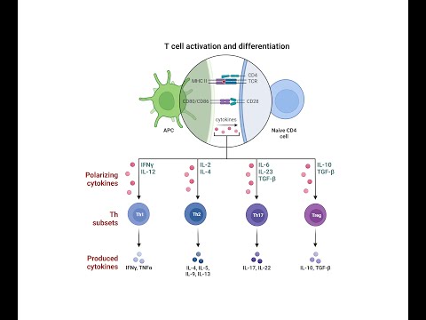 CD4+ T Cells: Unveiling the Role of Helper and Regulatory T ...
