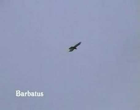 Quebrantahuesos volando - Gypaetus barbatus