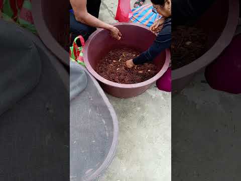 Mukindes_Chontacuros_feria_yantzaza_Zamora Ch_Ecuador.