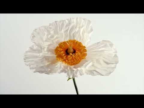 Tonality (Full Visual)