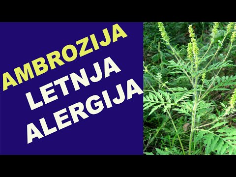 AMBROZIJA - LETNJA ALERGIJA / dr Bojana Mandić