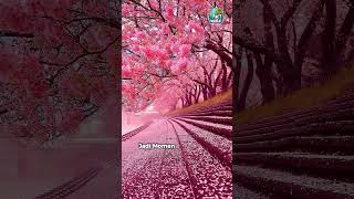 Download lagu Mengapa Bunga Sakura Begitu ISTIMEWA Bagi Jepang? mp3 Download lagu Mengapa Bunga Sakura Begitu ISTIMEWA Bagi Jepang? mp3