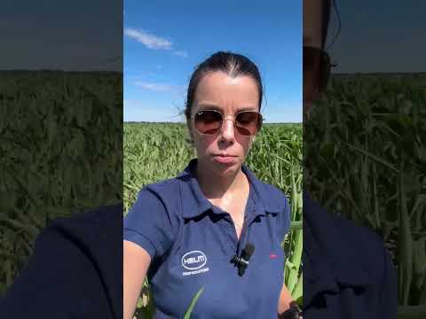 Ingeniero Luiggi, La Pampa. Lote de maíz aplicado con SCYON® en un escenario desafiante.