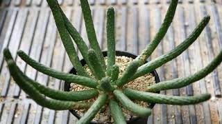 [品種紹介] 多肉植物 Euphorbia inermis [ユーフォルビア イネルミス 九頭竜]