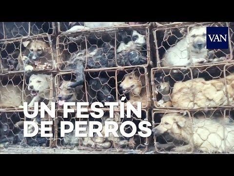 , title : 'La matanza de 10.000 perros en un festival en China'
