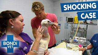 Draining Air Bubble In Pelican's Throat | Bondi Vet