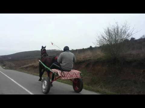 ADITZA DIN RARISTEA LA TRAP