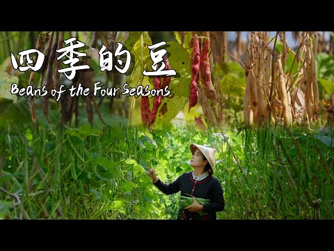 In Yunnan, “String Beans” mean beans harvested all year round.【滇西小哥】