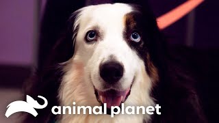 Expert Vet Helps Australian Shepherd Overcome Epileptic Seizures | The Vet Life | Animal Planet by Animal Planet