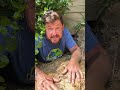 Sulcata Tortoise Digs Manhole In Backyard Shorts
