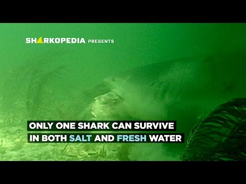 How Does The Bull Shark Thrive In Both Salt And Fresh Water? | SHARK WEEK