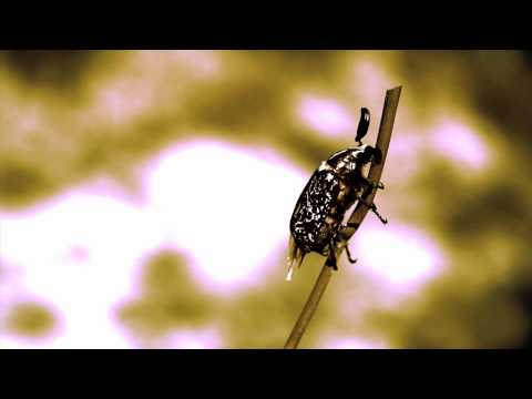 Chmara Winter - Powidlo (Official Video)