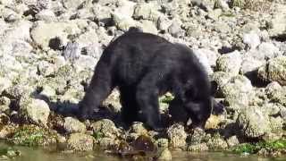 preview picture of video 'Black Bear in the Clayoquot Sound with Tofino Whale Centre Part 3'