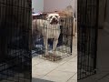 My Dog Is In Timeout For Bad Behavior For Talking Back To Me