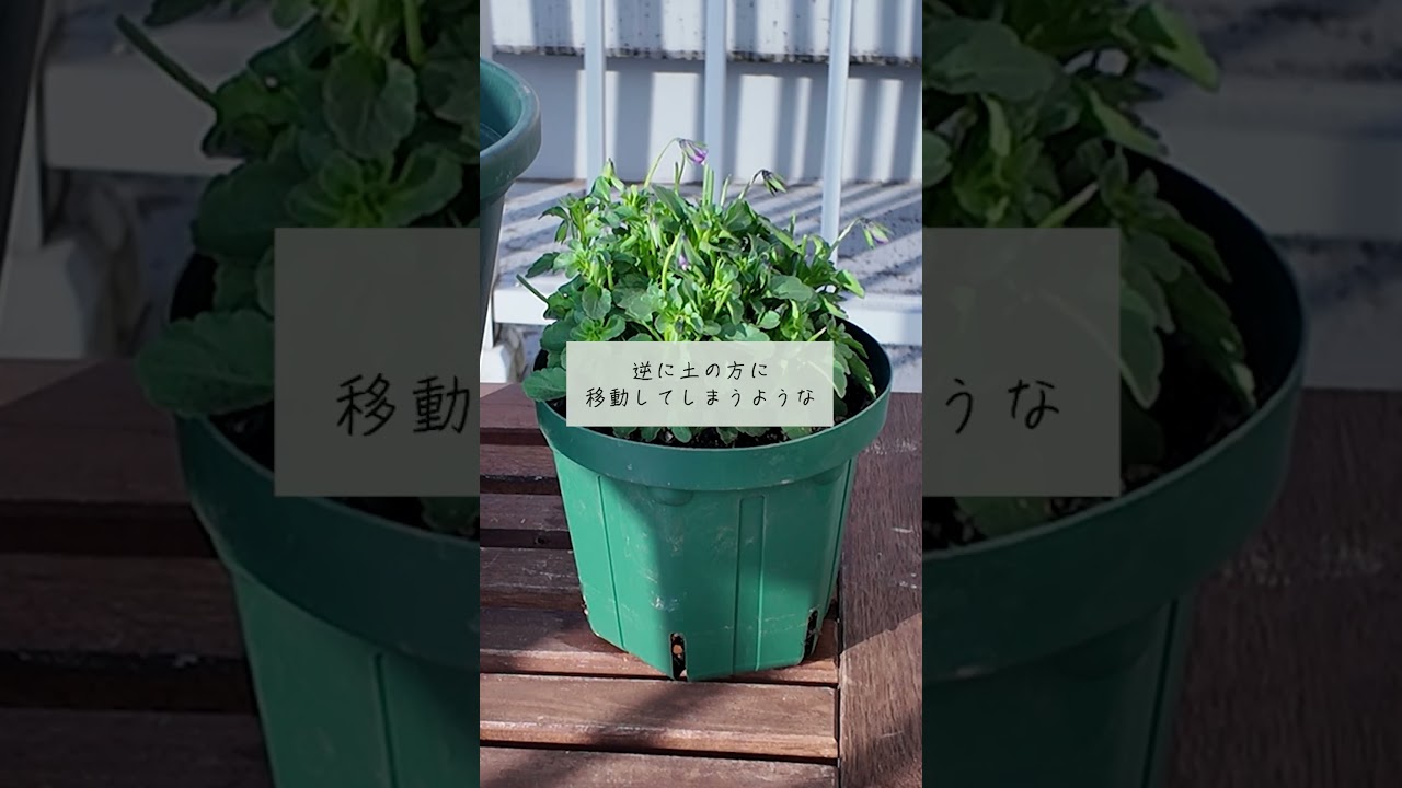 【液肥】効果はタイミングで決まる！ハイポネックス原液の正しい使い方！【ハイポネックス】【リキダス】【家庭菜園】 #shorts