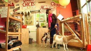 preview picture of video 'Expert Advice For Raising Goats in the City'