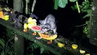 preview picture of video 'Cacomistle at fruit buffet'
