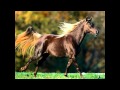 Vladimir Vysotsky - Fastidious horses 