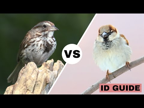 Song Sparrow vs House Sparrow | ID Guide
