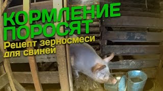 Содержание и кормление поросят в домашних условиях - Видео онлайн