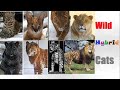 Semua Kucing Besar Hibrida Kucing Hibrida