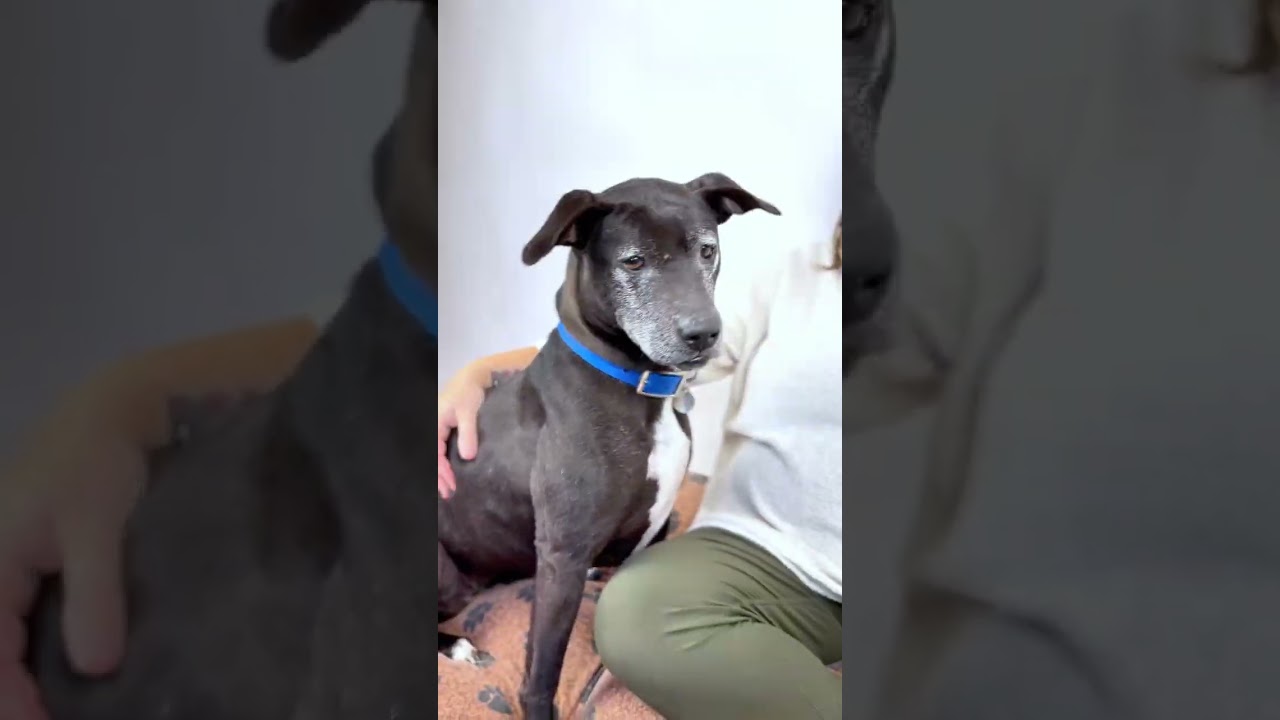 Enlarge Yzma, a Adoptable Mixed Breed in Bangall, NY video 6/6
