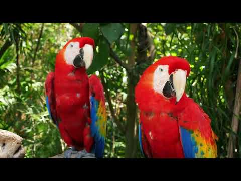 Land for Sale Costa Rica $100K | Turrubares | Bitcoin Accepted