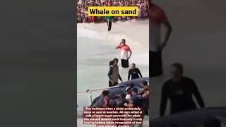 Download lagu Whale saw human hospitality😍 mp3