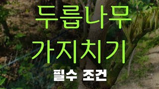 #두릅나무가지치는 방법 #두릅나무내년을 위하여       가지치기