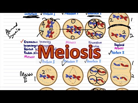 Meiosis | Biologi T4