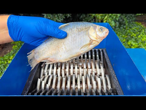 Shredding Fish! Amazing Video!