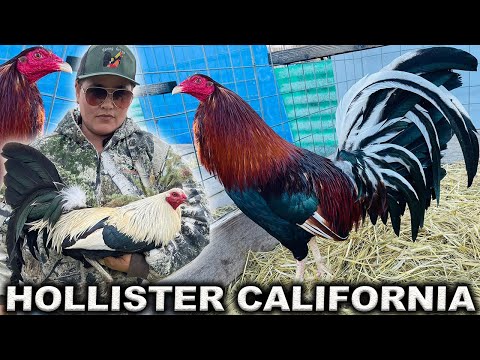 ROBERTO RAMIREZ !! Grey Kelso Sweater Hatch Roundhead Claret - Beautiful Birds Farm Visit