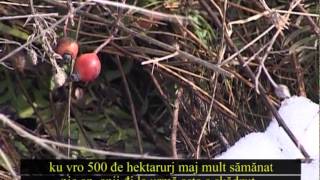 preview picture of video 'Selo moje (titlovano na vlaški jezik), 15. mart 2015. (RTV Bor)'