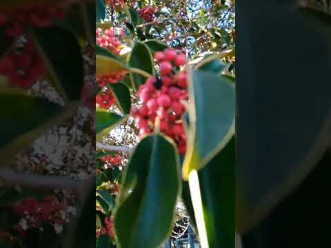 ナナカマド、ナナカマドベリー 植物