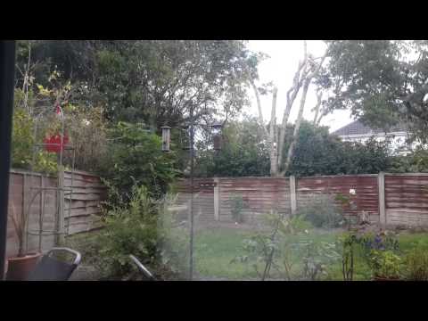 Sparrowhawk Catches Sparrow At Bird Feeder