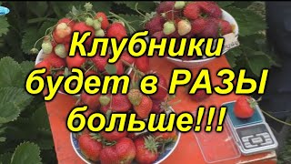 От такой пересадки урожай клубники увеличится в разы! (омоложение)