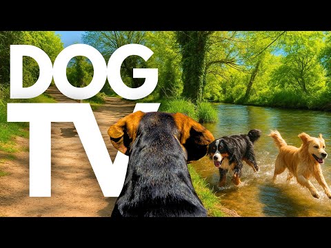 TheDogCam | 10hrs of Soothing Virtual Dog Walks Along Blooming Riverbanks 🐾🌊 GoPro DogTV