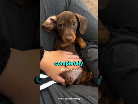 Why Dog Rolls Over And Shows You Its Belly. #dogs
