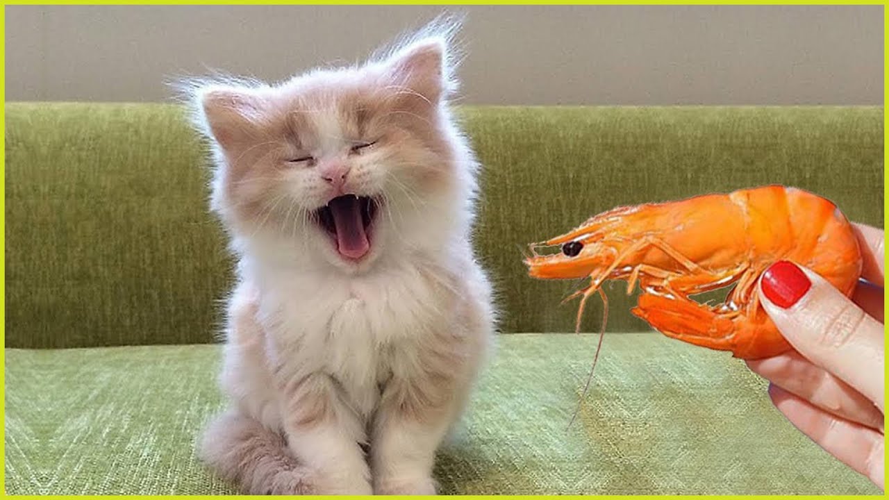 Funniest Pets Moments: Super Dogs And Cats Reaction Videos P.12