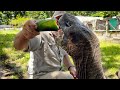 Meet Adolf The 106 Year Old Galapagos Tortoise