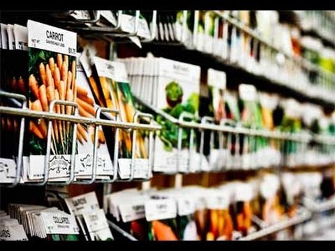 Amaize Corn: A New Hybrid with Restrictions | Planet Natural