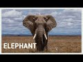 Elephant Sounds In The Wild Elephant Trumpeting African And Asian Elephant Sound Effect