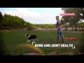 Royal Canin Sporting Life Agility 4100L 15kg