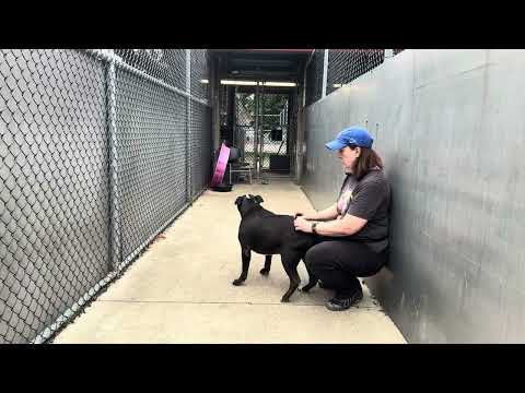 Tanker, adoptable American Pit Bull Terrier / Bull Terrier at Chicago Animal Care and Control