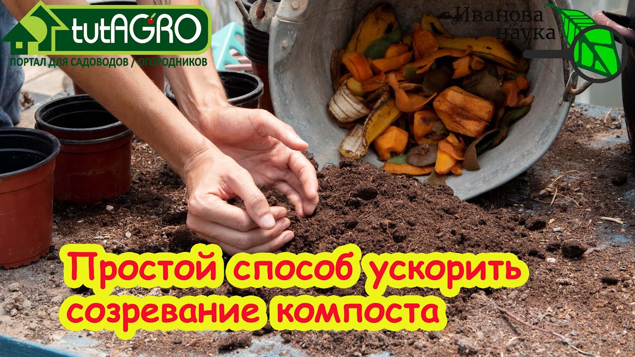 СУХИЕ ЛИСТЬЯ - В ПЕРЕГНОЙ: выливаю всего одно ведро в компост и получаю готов?