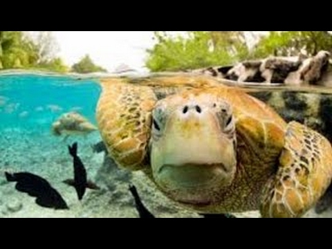 Life in a shell | Turtles Behavior & Evolutionary Implications | World Documentary Films - Doi Pro