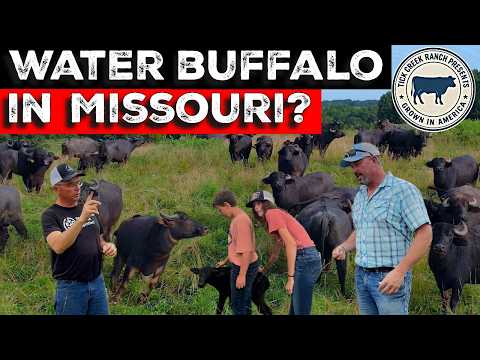 Water Buffalo vs Beef cattle: The Shocking Differences