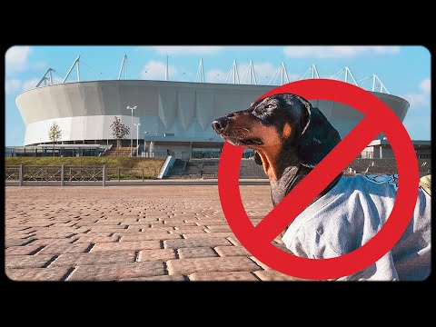 ¡Prohibida la entrada a perros en FIFA World Cup Russia 2018! ¡Un lindo vídeo sobre el teckel!