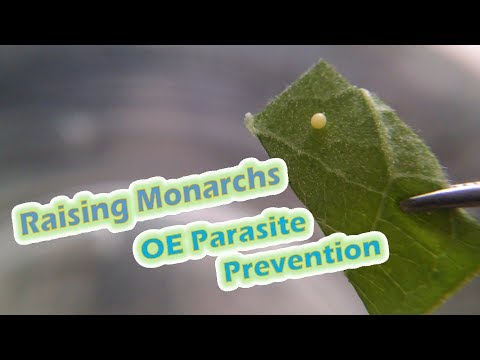 Raising Monarchs - OE Parasite Prevention (Help The Monarch Butterfly)